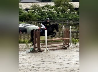 Irish Sport Horse, Stute, 9 Jahre, 146 cm, Schwarzbrauner