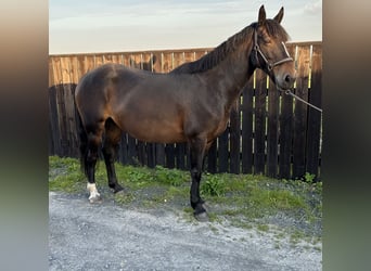 Irish Sport Horse, Stute, 9 Jahre, 148 cm, Brauner