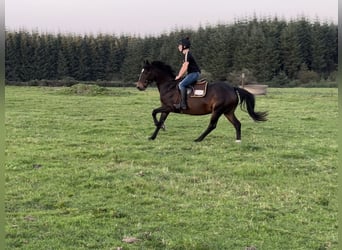 Irish Sport Horse, Stute, 9 Jahre, 148 cm, Brauner