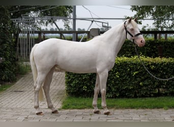 Irish Sport Horse, Stute, 9 Jahre, 148 cm, Cremello