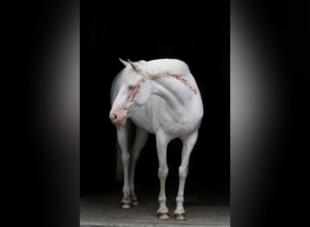 Irish Sport Horse, Stute, 9 Jahre, 148 cm, Cremello