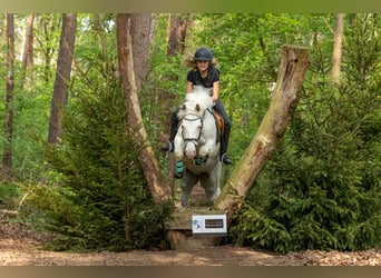 Irish Sport Horse, Stute, 9 Jahre, 148 cm, Cremello