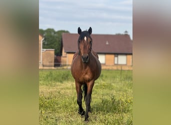 Irish Sport Horse, Stute, 9 Jahre, 155 cm, Dunkelbrauner