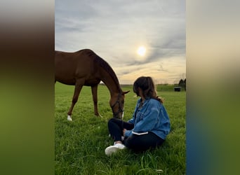 Irish Sport Horse, Stute, 9 Jahre, 155 cm, Fuchs