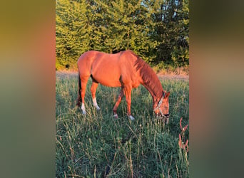 Irish Sport Horse, Stute, 9 Jahre, 155 cm, Fuchs