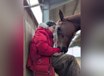 Irish Sport Horse, Stute, 9 Jahre, 155 cm, Fuchs