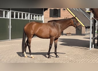 Irish Sport Horse, Stute, 9 Jahre, 156 cm, Brauner