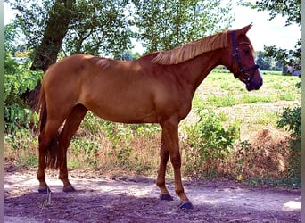 Irish Sport Horse, Stute, 9 Jahre, 157 cm, Fuchs