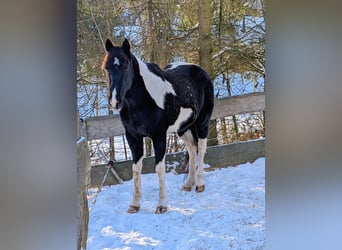 Irish Sport Horse, Stute, 9 Jahre, 158 cm, Tobiano-alle-Farben
