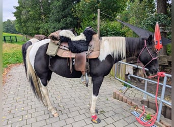 Irish Sport Horse, Stute, 9 Jahre, 158 cm, Tobiano-alle-Farben