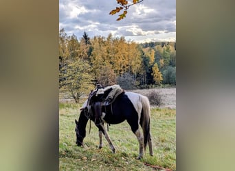 Irish Sport Horse, Stute, 9 Jahre, 158 cm, Tobiano-alle-Farben