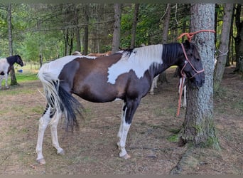 Irish Sport Horse, Stute, 9 Jahre, 158 cm, Tobiano-alle-Farben