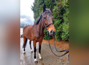 Irish Sport Horse, Stute, 9 Jahre, 160 cm, Brauner