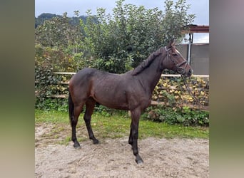 Irish Sport Horse, Stute, 9 Jahre, 160 cm, Dunkelbrauner
