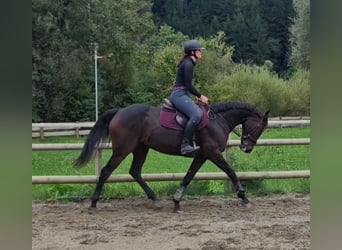 Irish Sport Horse, Stute, 9 Jahre, 160 cm, Dunkelbrauner