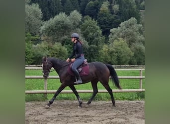 Irish Sport Horse, Stute, 9 Jahre, 160 cm, Dunkelbrauner