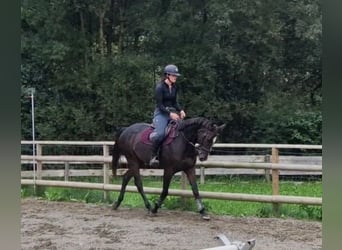 Irish Sport Horse, Stute, 9 Jahre, 160 cm, Dunkelbrauner