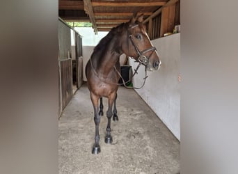 Irish Sport Horse, Stute, 9 Jahre, 160 cm, Dunkelbrauner