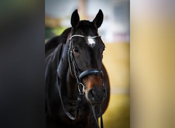 Irish Sport Horse, Stute, 9 Jahre, 160 cm, Dunkelbrauner