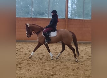 Irish Sport Horse, Stute, 9 Jahre, 160 cm, Fuchs