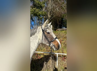 Irish Sport Horse, Stute, 9 Jahre, 160 cm, Schimmel