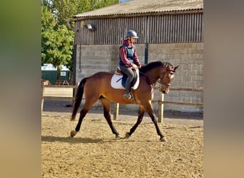 Irish Sport Horse, Stute, 9 Jahre, 161 cm, Rotbrauner