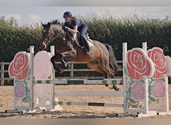 Irish Sport Horse, Stute, 9 Jahre, 161 cm, Rotbrauner