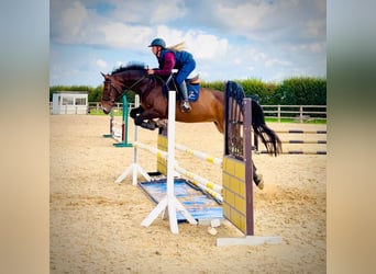 Irish Sport Horse, Stute, 9 Jahre, 161 cm, Rotbrauner