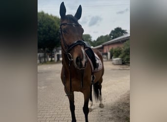 Irish Sport Horse, Stute, 9 Jahre, 163 cm, Brauner
