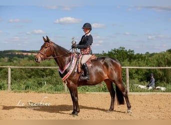 Irish Sport Horse, Stute, 9 Jahre, 163 cm, Dunkelbrauner