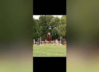 Irish Sport Horse, Stute, 9 Jahre, 164 cm, Dunkelfuchs