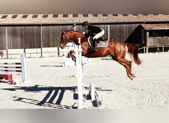 Irish Sport Horse, Stute, 9 Jahre, 164 cm, Dunkelfuchs