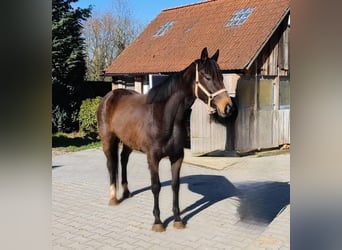 Irish Sport Horse, Stute, 9 Jahre, 165 cm, Brauner