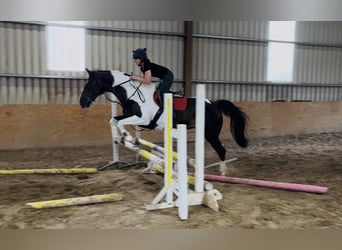Irish Sport Horse, Stute, 9 Jahre, 165 cm, Tigerschecke