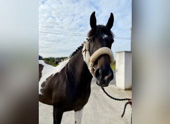 Irish Sport Horse, Stute, 9 Jahre, 165 cm, Tigerschecke