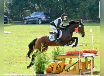 Irish Sport Horse, Stute, 9 Jahre, 168 cm, Dunkelbrauner