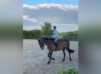 Irish Sport Horse, Stute, 9 Jahre, 171 cm, Dunkelbrauner