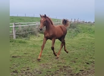 Irish Sport Horse, Stute, Fohlen (04/2025), 169 cm, Dunkelfuchs