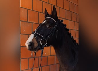 Irish Sport Horse, Wallach, 10 Jahre, 134 cm, Brauner