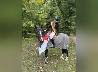 Irish Sport Horse, Wallach, 10 Jahre, 148 cm, Brauner