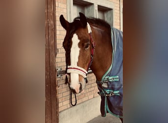 Irish Sport Horse, Wallach, 10 Jahre, 157 cm, Brauner