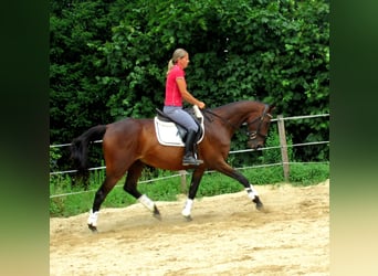 Irish Sport Horse, Wallach, 10 Jahre, 158 cm, Dunkelbrauner