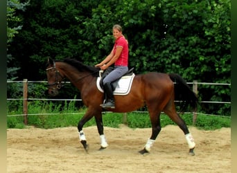 Irish Sport Horse, Wallach, 10 Jahre, 158 cm, Dunkelbrauner