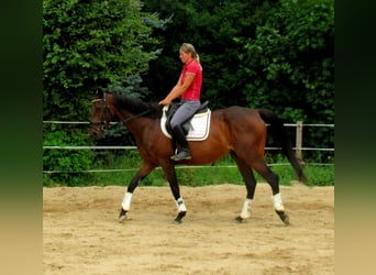 Irish Sport Horse, Wallach, 10 Jahre, 158 cm, Dunkelbrauner