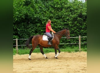 Irish Sport Horse, Wallach, 10 Jahre, 158 cm, Dunkelbrauner