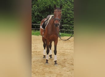 Irish Sport Horse, Wallach, 10 Jahre, 158 cm, Dunkelbrauner