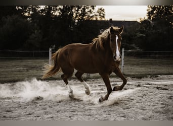 Irish Sport Horse, Wallach, 10 Jahre, 159 cm, Fuchs