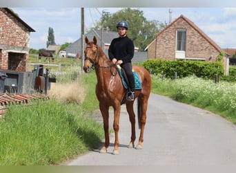 Irish Sport Horse, Wallach, 10 Jahre, 162 cm, Fuchs