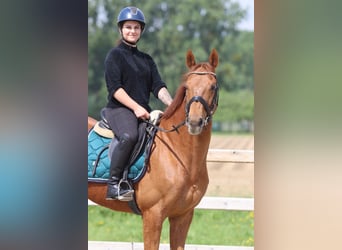 Irish Sport Horse, Wallach, 10 Jahre, 162 cm, Fuchs