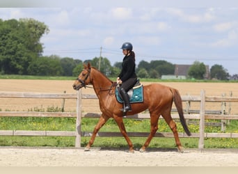 Irish Sport Horse, Wallach, 10 Jahre, 162 cm, Fuchs